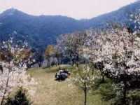花尾山の桜