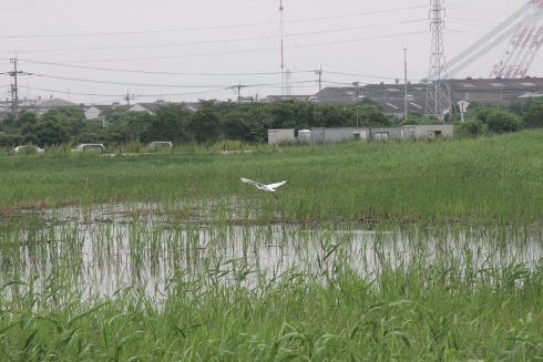 湿地の様子画像