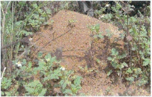 ヒアリのアリ塚の写真