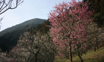 三岳梅林の梅写真