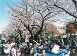前田さくら祭り写真