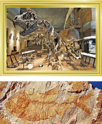 いのちのたび博物館展示物ディプロミスタスの化石などの写真　※転載不可