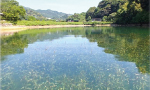 日本で唯一のガシャモクの自生池写真