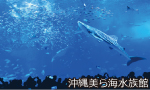 沖縄美ら海水族館写真