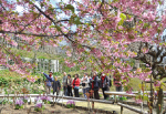 「春の野と桜めぐり」写真