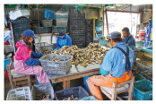 数名の漁師でカキを一つ一つバラバラにし、殻を磨き上げている写真