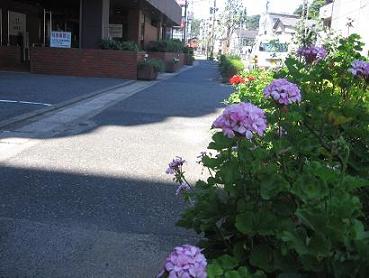 コーポランド和布刈町内会花の婦人部の花壇画像