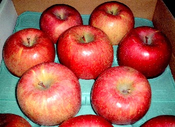 りんごの写真