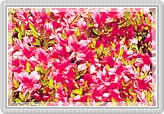 北九州市の花「つつじ」の写真