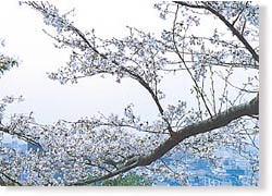 中央公園(金比羅山)