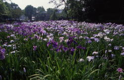 夜宮公園の花菖蒲の写真