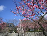 足立公園の梅の花