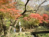 足立公園の紅葉