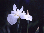 夜宮公園の花菖蒲