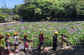 夜宮公園の菖蒲の写真