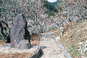 三岳梅林写真