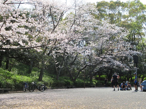 皇后崎公園の桜