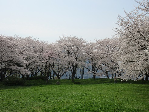 城山緑地の桜