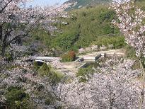 河内桜公園