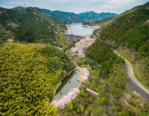 河内桜公園