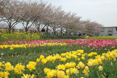 金山川のチューリップ