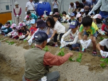 みんなでさつまいもの苗を植えている写真