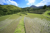 貫山と棚田の写真