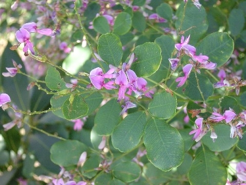 イメージ写真：ハギ開花の様子