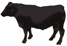 黒毛和牛（肉用牛）のイラスト