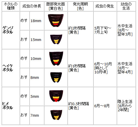 ゲンジボタル、ヘイケボタル、ヒメボタルの発光器