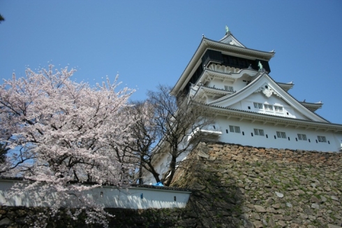 小倉城と桜の写真