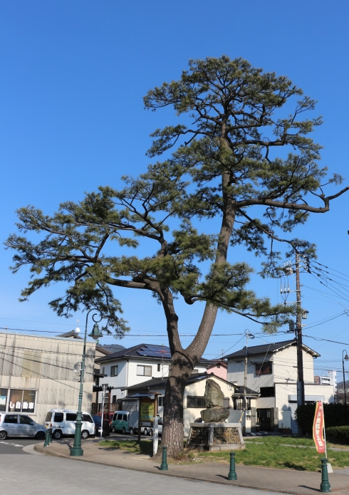 街道松の写真