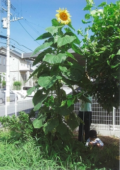 浅川幼稚園