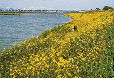 遠賀川の菜の花