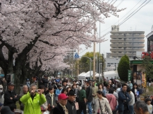 さくら祭りの様子