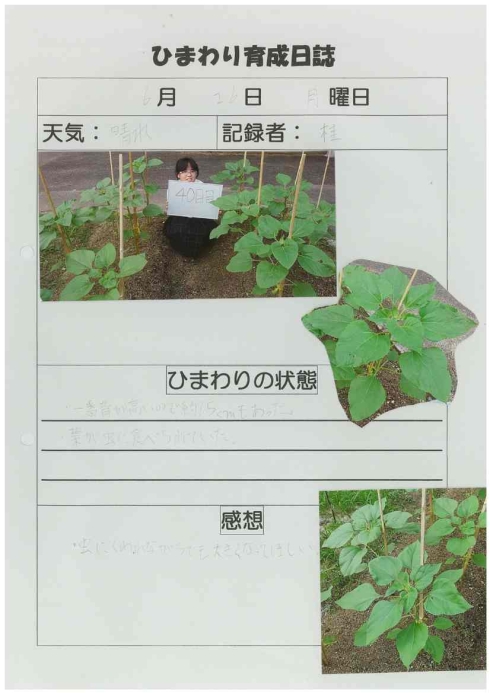 湯川中学校のひまわり育成日誌写真