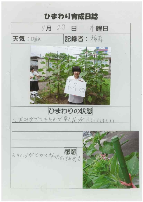 湯川中学校のひまわり育成日誌写真