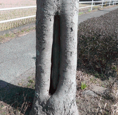 幹に空洞