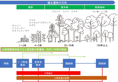 植生遷移図