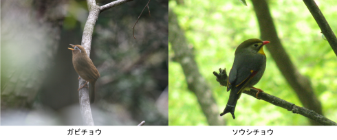 ガビチョウとソウシチョウ