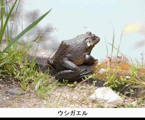 ウシガエル