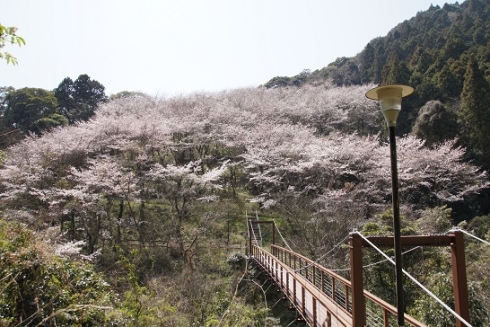 河内貯水池周辺の桜