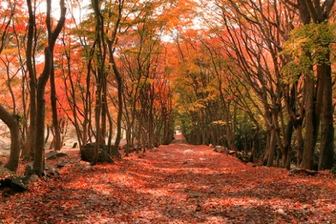 河内藤園のもみじトンネル