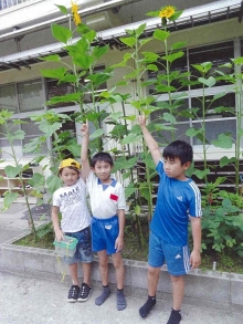 広徳小学校のひまわりの写真