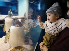 ペンギンと赤ちゃん