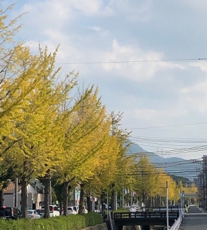 宮川の銀杏並木