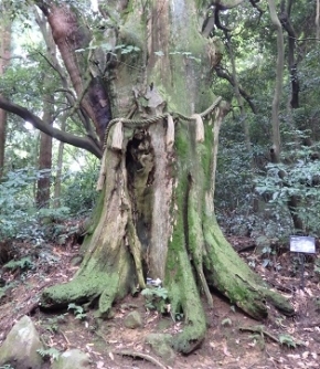 皿倉八景「巨樹老木・皇后杉」写真