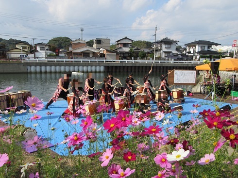 金山川のコスモス