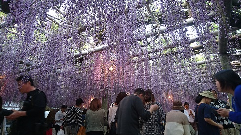 吉祥寺藤まつり 北九州市