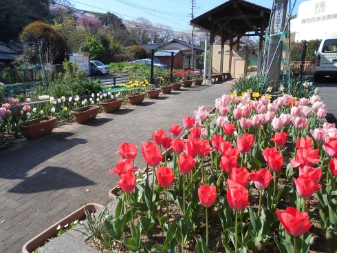 高見の森保育園さんの花とみどりづくりの写真